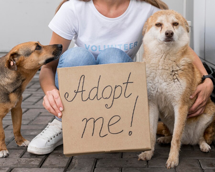 dogs-for-adoption-sydney